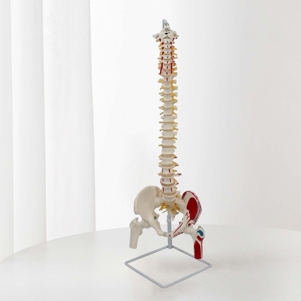 [Cuticate12] โมเดลกระดูกสันหลังมนุษย์ โมเดลสายไฟกระดูกสันหลังพร้อมเส้นประสาท Pelvis Vrtebrae ยืดหยุ่นสําหรับ