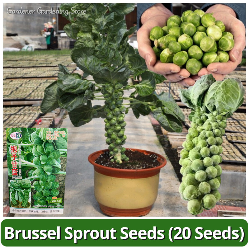 เมล็ดพันธุ์ กะหล่ำดาว 20 เมล็ด Brussels Sprouts Seeds เมล็ดกะหล่ำบรัสเซลส์ เมล็ดพันธุ์แท้ เมล็ดผักสวนครัว เมล็ดพันธุ์ผัก
