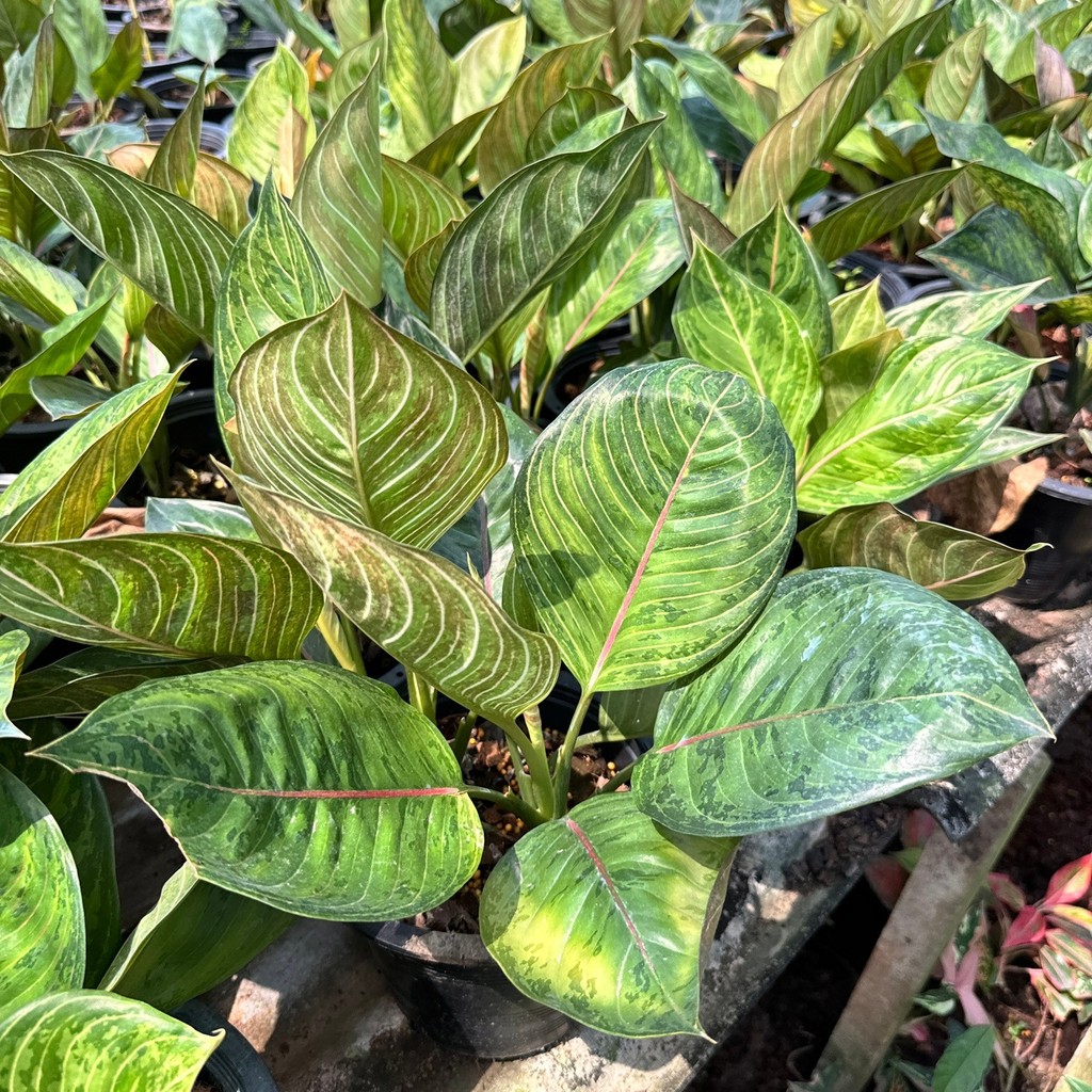 มุมมอง 3