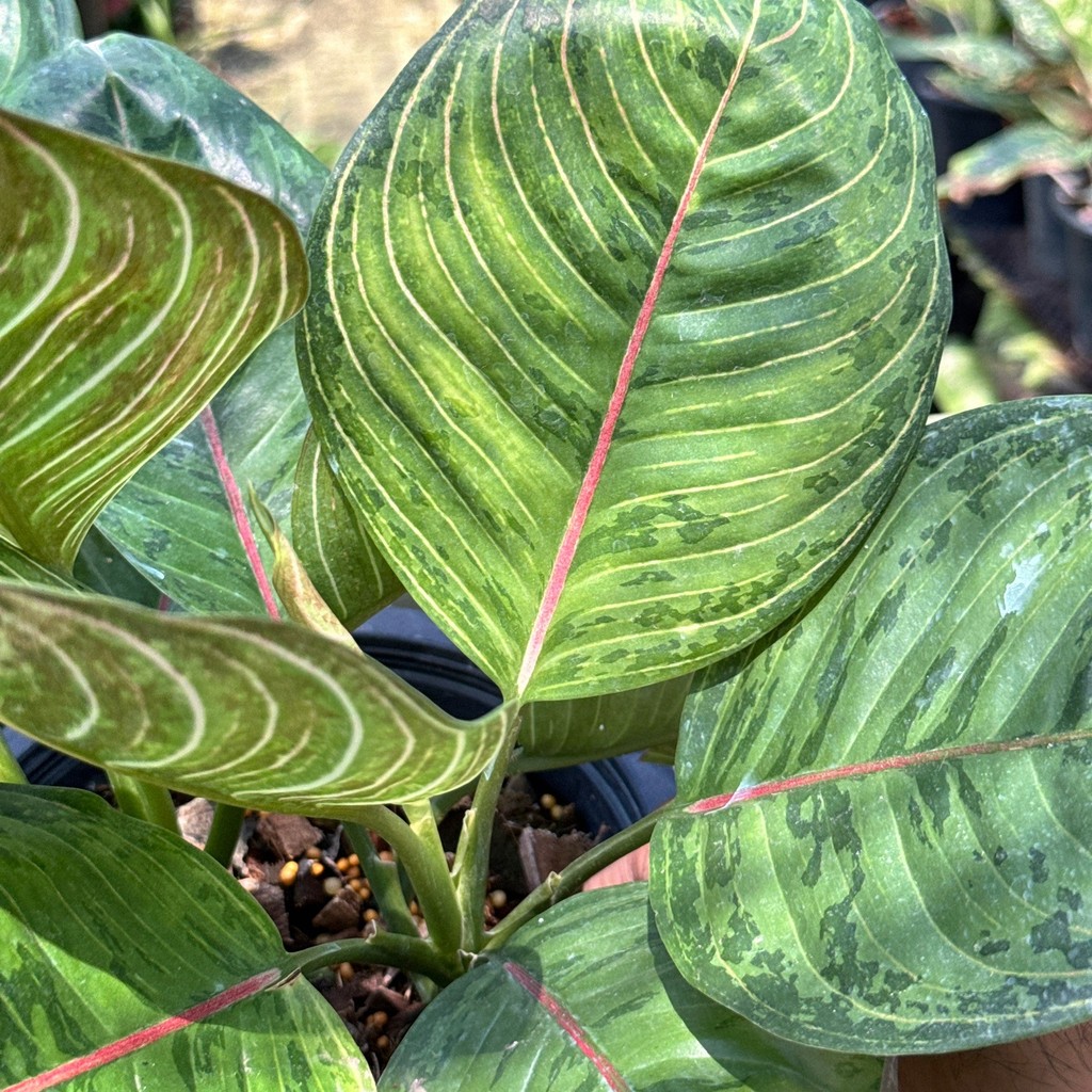 มุมมอง 4