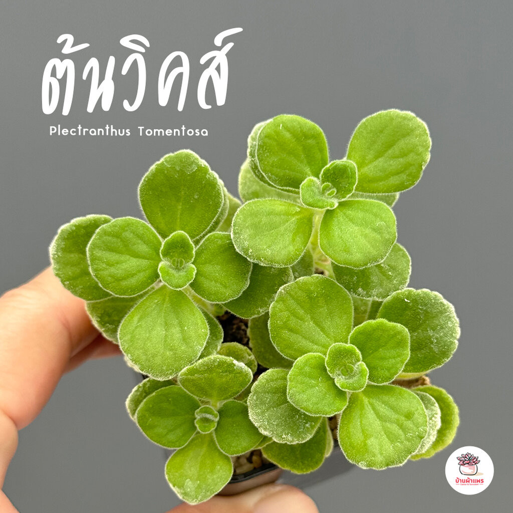 ต้นวิคส์ Plectranthus Tomentosa ไม้อวบน้ำ กุหลาบหิน cactus&succulentหลากหลายสายพันธุ์