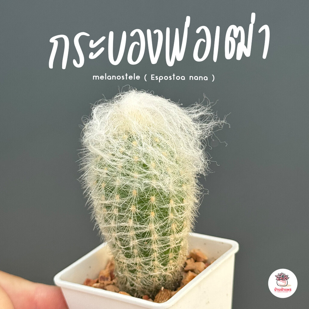 กระบองพ่อเฒ่า Espostoa melanostele ( Espostoa nana ) แคคตัส กระบองเพชร cactus&succulent