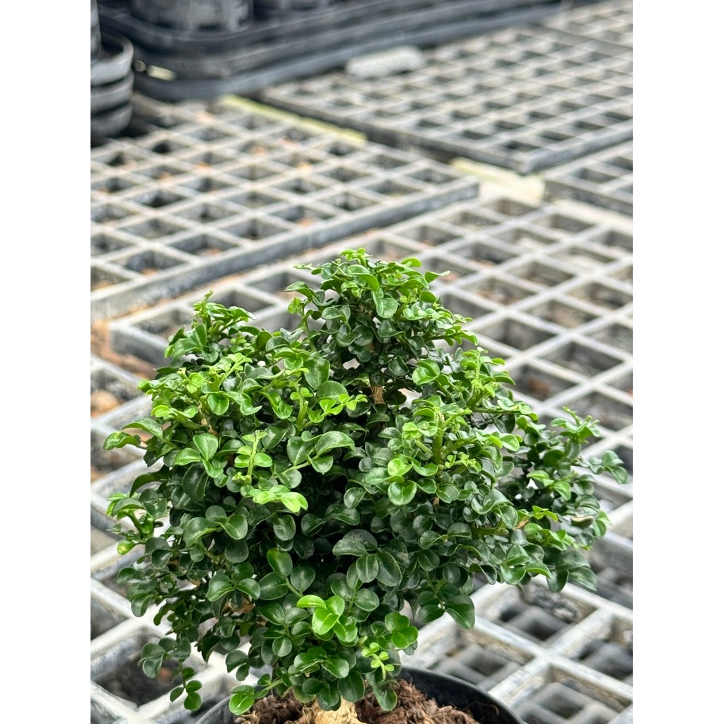 มุมมอง 6