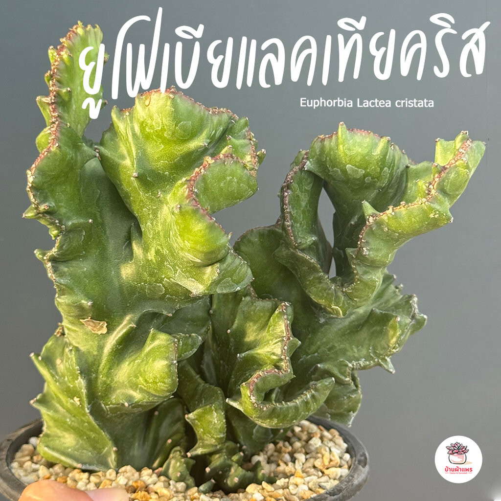 หยกนำโชค ยูโฟเบียแลคเทียคริส สลัดได กระดูกมังกร Euphorbia Lactea cristata กระบองเพชร แคคตัส ไม้อวบน้ำ cactus&succulent