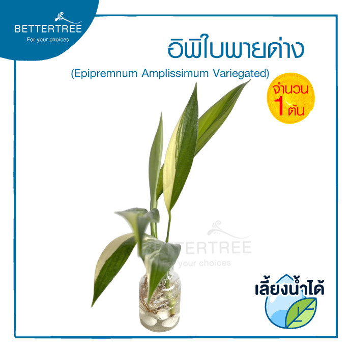 อิพิใบพายด่าง(จำนวน 1 ต้น) เลี้ยงน้ำได้ ไม้ฟอกอากาศ