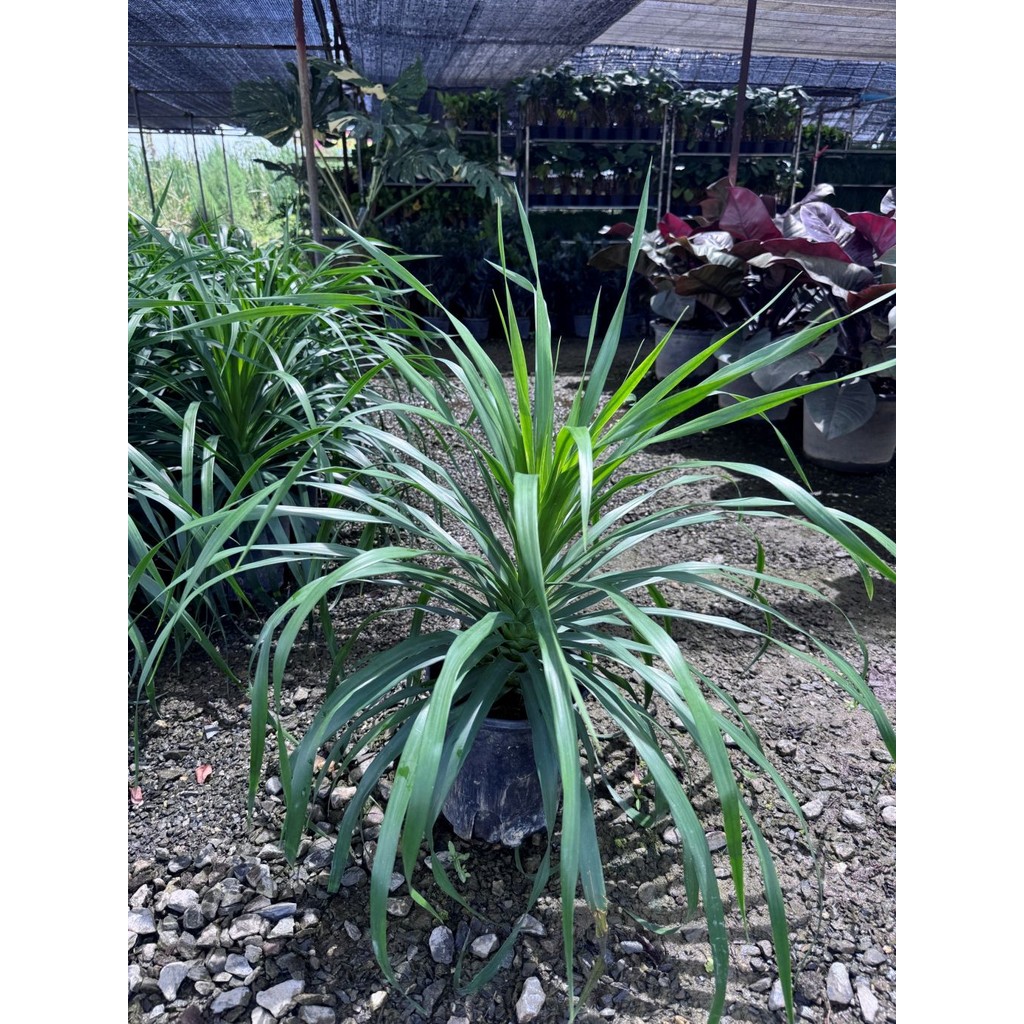 มุมมอง 4