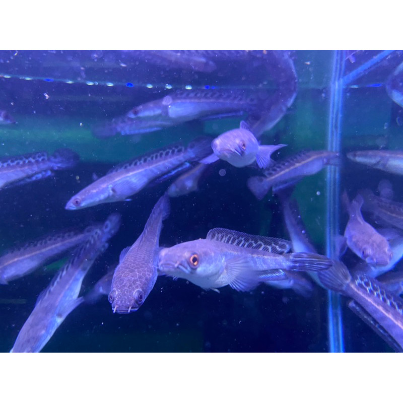 Channa ผ้าบาติกตกแต่ง chana ys maru เหลืองเซนทรัม