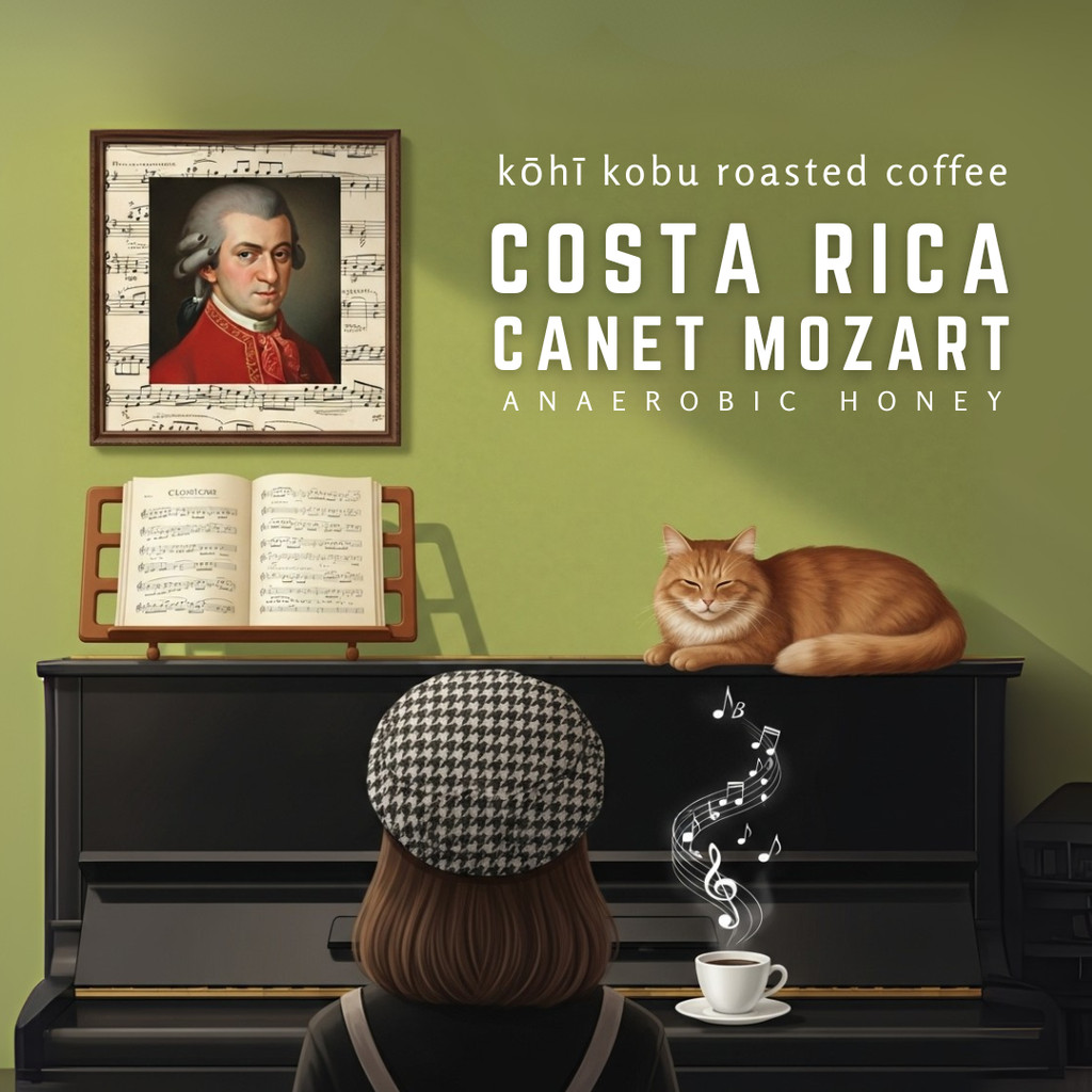 🇨🇷🎵[ซีรีย์นักดนตรีชื่อดัง] คอสตาริกา โมสาร์ท (Costa Rica Mozart Series SHB) คั่วสดใหม่ทุกรอบ by kōhī