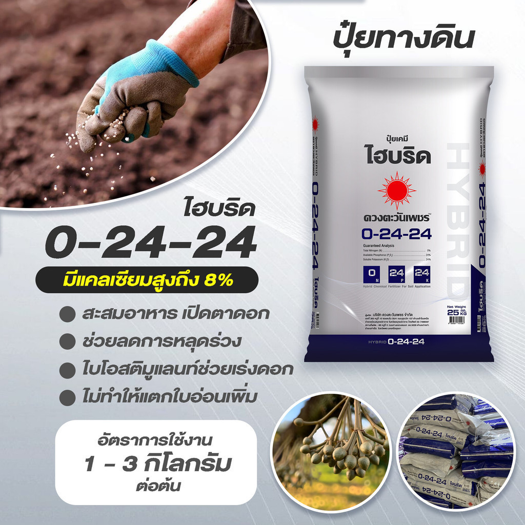 (ยกกระสอบ25kg) ปุ๋ยไฮบริด 0-24-24 ดวงตะวันเพชร สำหรับเปิดตาดอก กดใบไม่มีไนโตรเจน ลดการแตกยอดอ่อน เร่