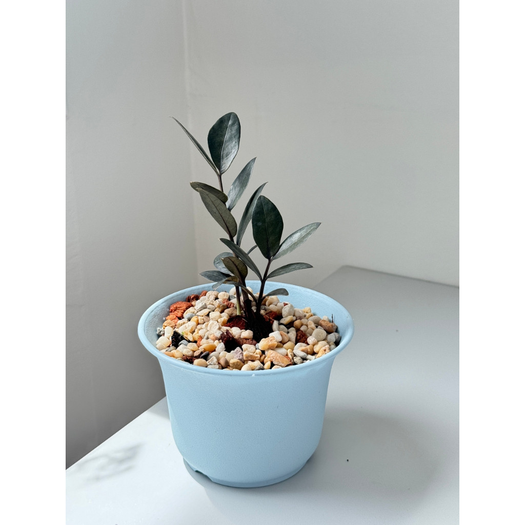 มุมมอง 6