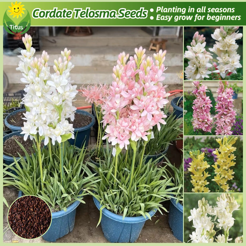 เมล็ดพันธุ์ ซ่อนกลิ่น ดอกไม้หอม สีผสม 200 เมล็ด Cordate Telosma Tuberose Flower Seeds บอนสี เมล็ดดอกไม้ ไม้ประดับ