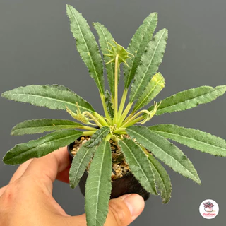 มะพร้าวทะเลทราย Dorstenia sp. ไม้อวบน้ำ กุหลาบหิน cactus&succulent