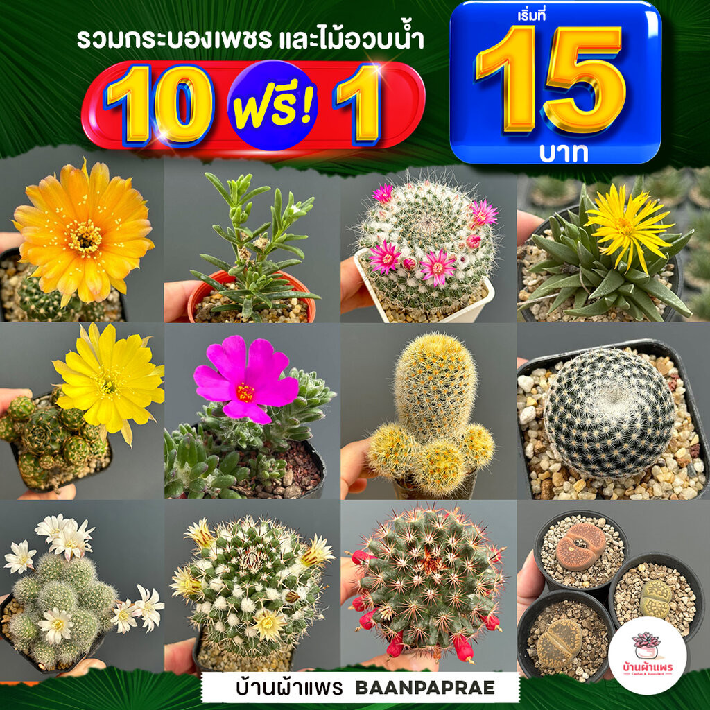 รวมกระบองเพชรและไม้อวบน้ำ หลายสายพันธุ์ ส่งทั้งกระถาง กุหลาบหิน cactus&succulent