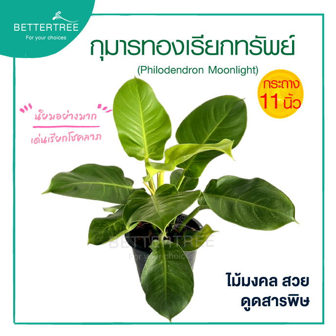 กุมารทองเรียกทรัพย์ (กระถาง 11 นิ้ว) ต้นไม้มงคล ต้นไม้ฟอกอากาศ