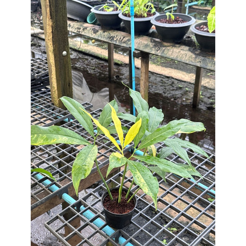 มุมมอง 7