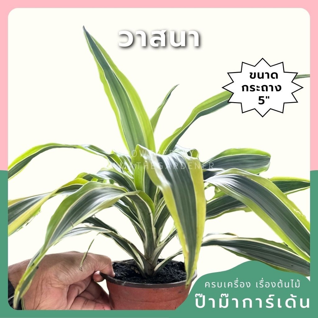 วาสนา สกายไลน์ แบบต้นด่างเหลือง พร้อมกระถาง 5 นิ้ว