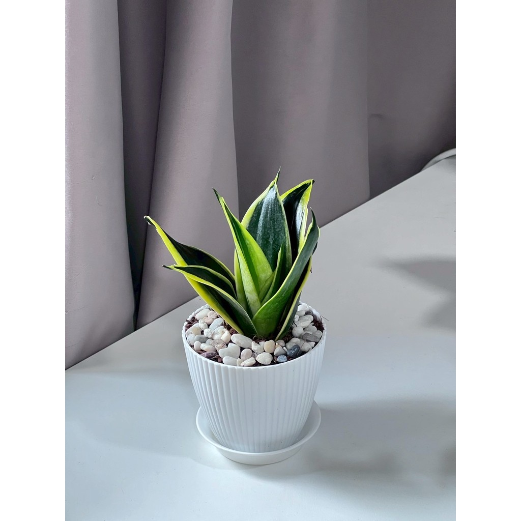 มุมมอง 9