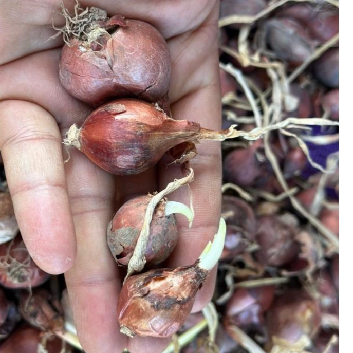 พันธุ์หัวหอมศรีสะเกษ หอมแดง สำหรับปลูก สวยแบบไม่ตัดจุก มีคู่มือปลูก ปลูกง่ายโตเร็ว ผลผลิตสูง 40-100 กรัม