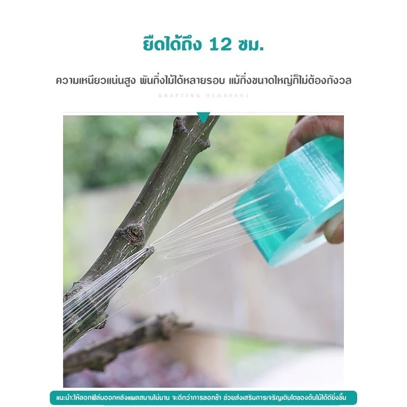 เทปพันกิ่งไม้ เทปพันตอนกิ่ง เทปพันกิ่งทาบ thumbnail 4