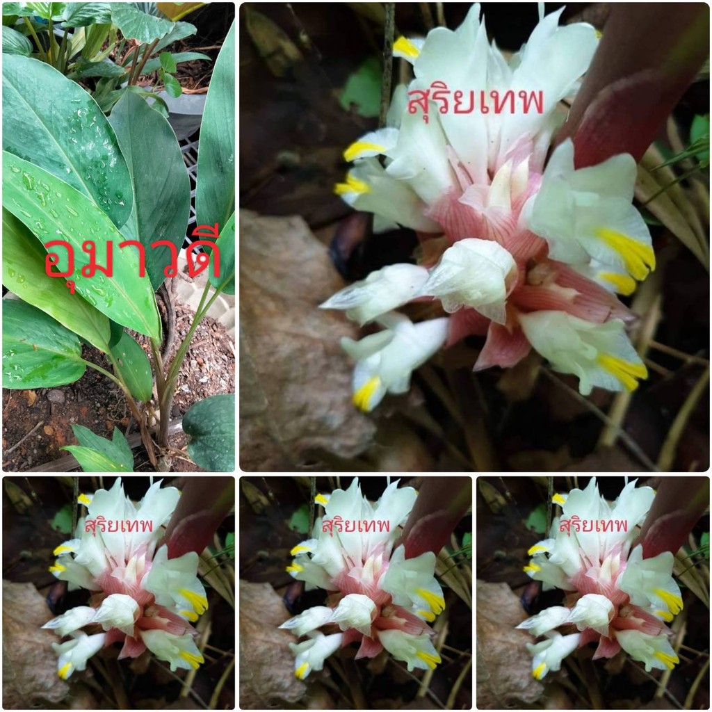 ว่านดอกทอง 6ชนิด(ถอนต้นส่ง) ว่านมหาเสน่ห์ เมตตามหานิยม ค้าขาย โชคลาภ