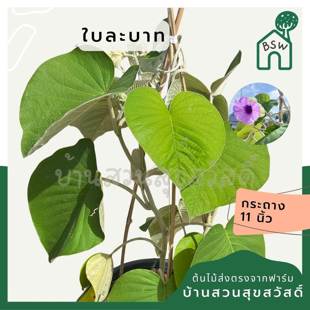 มุมมอง 6