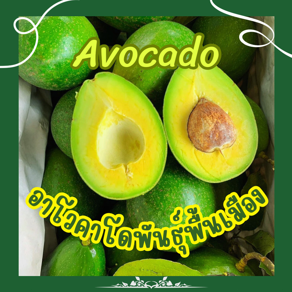 hot ส่งฟรี ‼️(1KG) avocado อโวคาโด้ อโวคาโด อโวคาโด้ อโวคาโด้สด อโวคาโดสด สดจากไร่ อโวคาโด้ พื้นเมือง อะโวคาโด