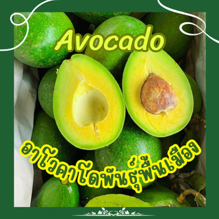 hot ส่งฟรี ‼️(1KG) avocado อโวคาโด้ อโวคาโด อโวคาโด้ อโวคาโด้สด อโวคาโดสด สดจากไร่ อโวคาโด้ พื้นเมือง อะโวคาโด