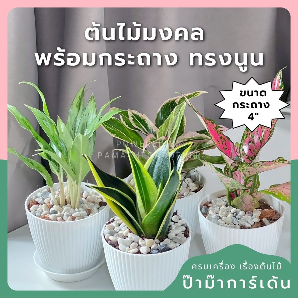 ต้นไม้มงคล พร้อมกระถางลายนูน เลือกต้นไม้เอง เลือกหินเองได้ กระถางลายนูนสีขาว ขนาด 4 นิ้ว