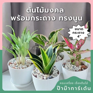 ต้นไม้มงคล พร้อมกระถางลายนูน เลือกต้นไม้เอง เลือกหินเองได้ กระถางลายนูนสีขาว ขนาด 4 นิ้ว