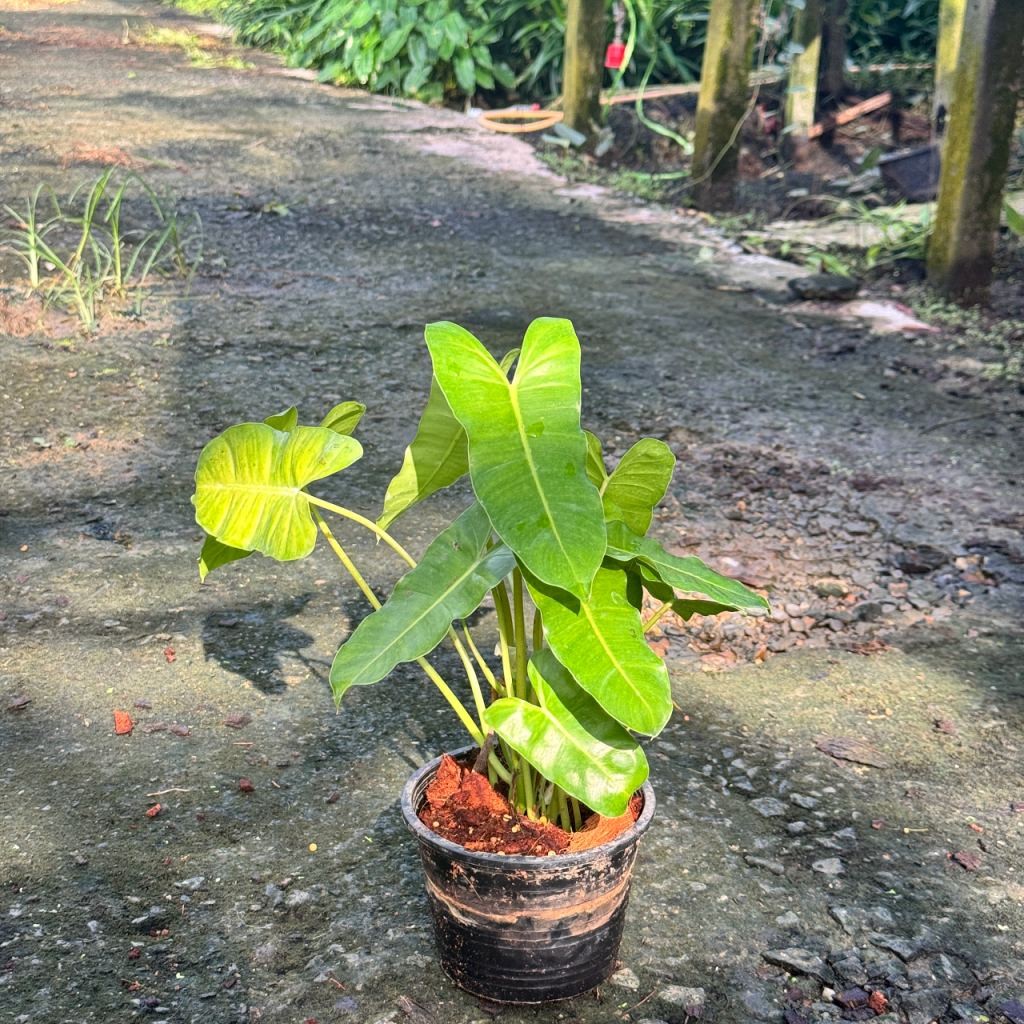 มุมมอง 2