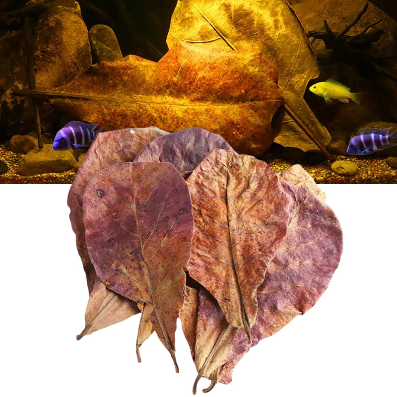 Natural Terminalia Catappa Leaves Aquarium Almond Leaves Magic Fish Tank Water Improvement For Fish Turtle กุ้ง