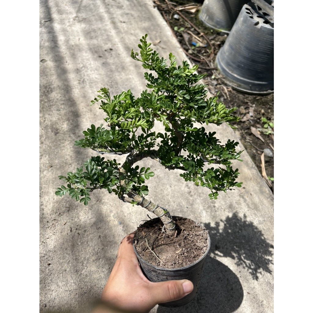 มุมมอง 2