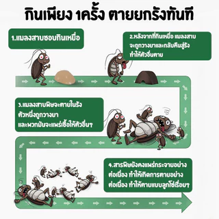 🔥ร้านคนไทย!🔥ล่อแมลงสาบ 💀ที่ดักเหยื่อยาฆ่าแมลงสาบ 100% กําจัด ฆ่ายกรัง มีกาวในตัว ติดเชื่อตาย 1ตัวเป็นพิษ กำจัดแมลงสาบ
