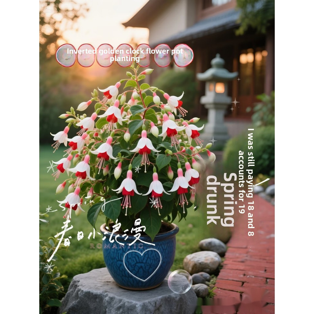 เมล็ดดอกไม้ระฆังทองคว่ำ แขวนระฆัง เมล็ด Begonia สำหรับระเบียง กระถางต้นไม้แขวน เมล็ดพันธุ์ดอกไม้นานาชนิด