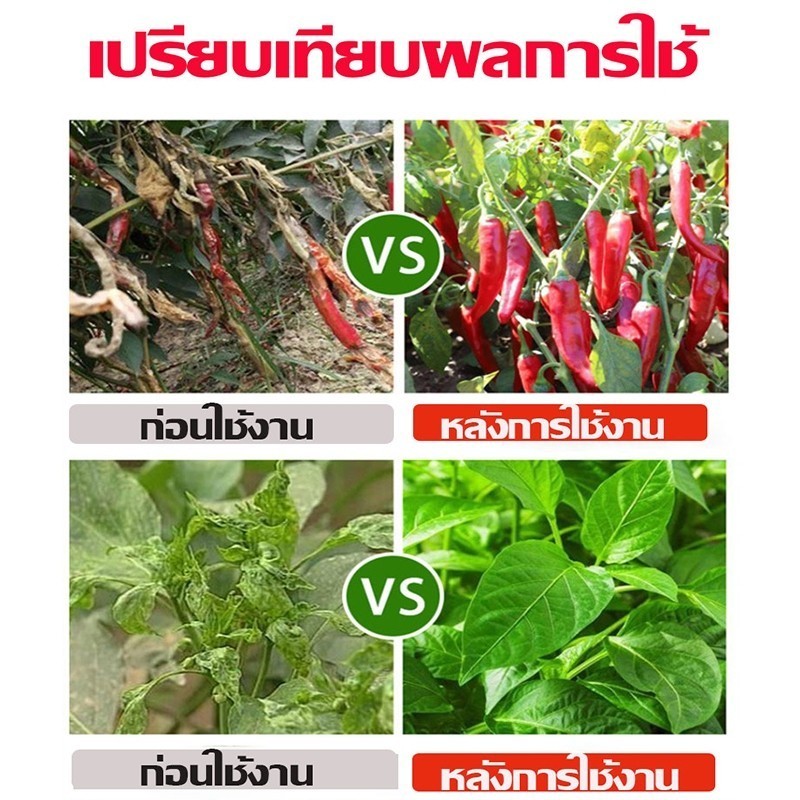 🌶️ซื้อ 1 แถม 1 🌶️วัคซีนพืชป้องกันโรคพริกเน่า โรคกุ้งแห้ง ผลเน่า โคนเน่า ใบหยิก ใบเหลือง โรคพริก เชื้อรา เชื่อไวรัส - รูปที่ 2