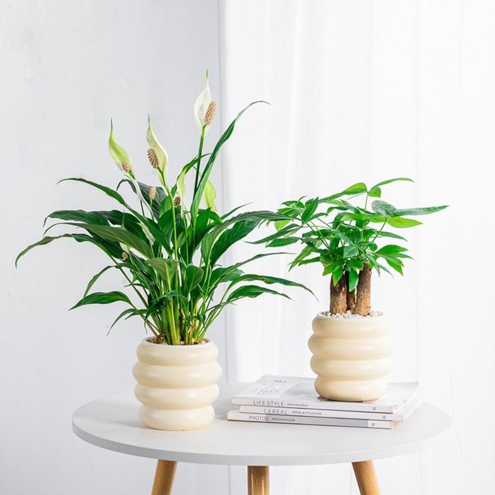 มีร์ ชาวไร่แบบแขวน,กระถางดอกไม้ไฮโดรโพนิโปร่งใสพลาสติก,สร้างสรรค์ที่ถอดออกได้รดน้ําด้วยตนเองมินิชาวไร่ฉ่ํา - รูปที่ 7