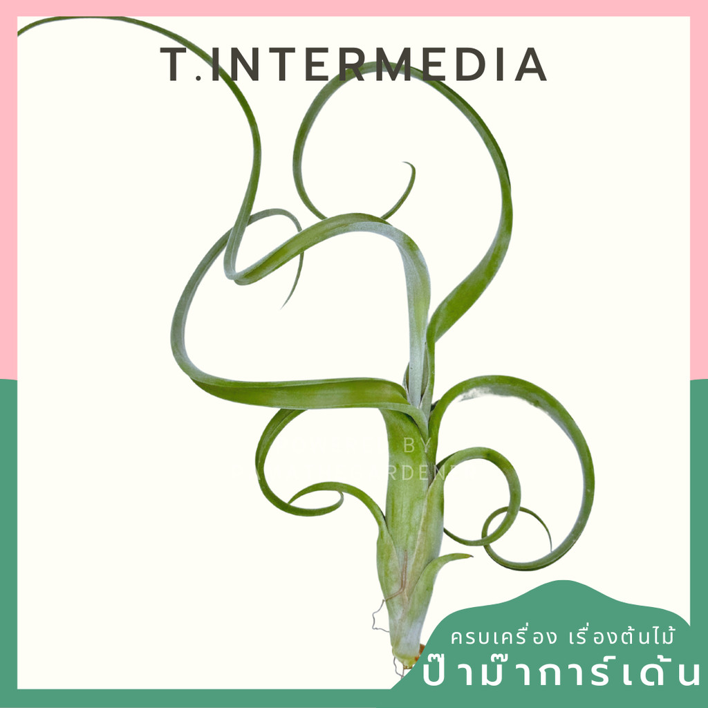 Tillandsia Intermedia ทิลแลนเซีย