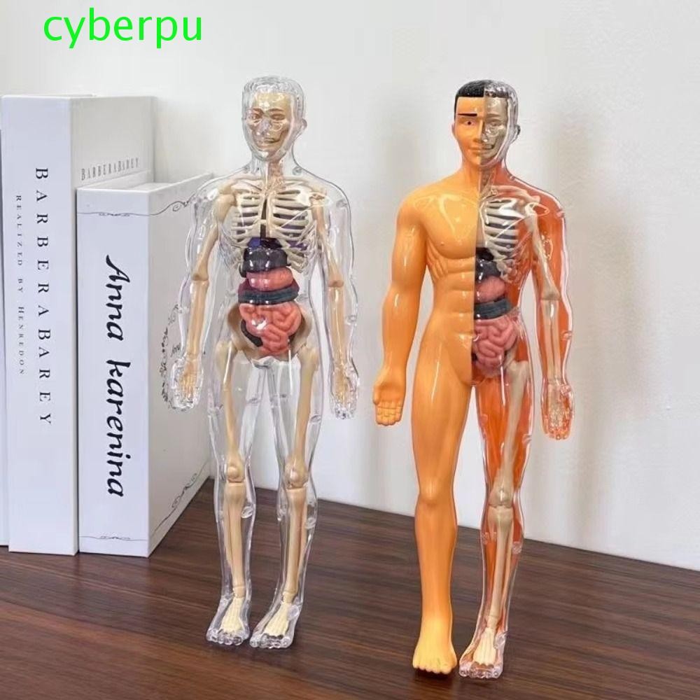 Cyberpulse 3d Human Torso รุ่น,พลาสติกก่อสร้างวิทยาศาสตร์ความรู้ความเข้าใจปริศนาของเล่น,ของเล่นเพื่อการศึกษา DIY Mannequin โปร่งใสเด็กโครงกระดูกรุ่น Early Learning
