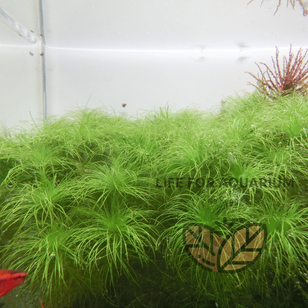 ไม้สะสม Eriocaulon setaceum กระดุมฝอย ไม้เขียว หน้าตู้ กลางตู้ ตู้ไม้น้ำ ของมันต้องมี Life for Aquarium ราคา ถูกที่สุด ดีลบีเคเค แกลเลอรีภาพที่ 6