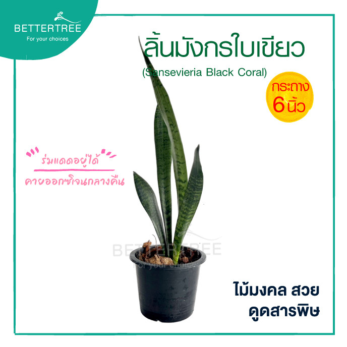 ลิ้นมังกรใบเขียว กระถาง 6 นิ้ว ต้นไม้มงคล ต้นไม้ฟอกอากาศ