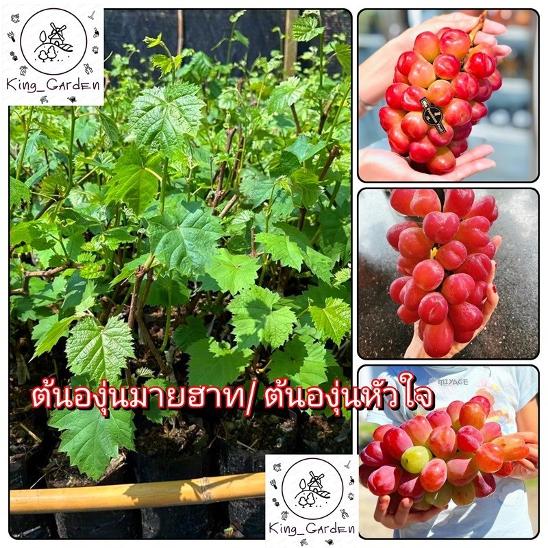 ต้นองุ่นมายฮาท/ ต้นองุ่นหัวใจองุ่นเสียบยอดต้นสูงประมาณ 50 ถึง 60 เซนติเมตร_nhotraitim