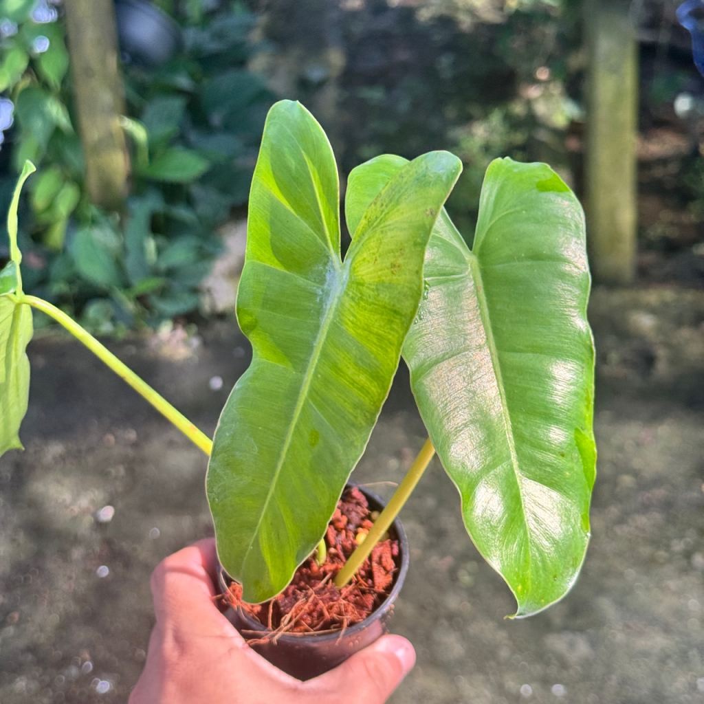 มุมมอง 7