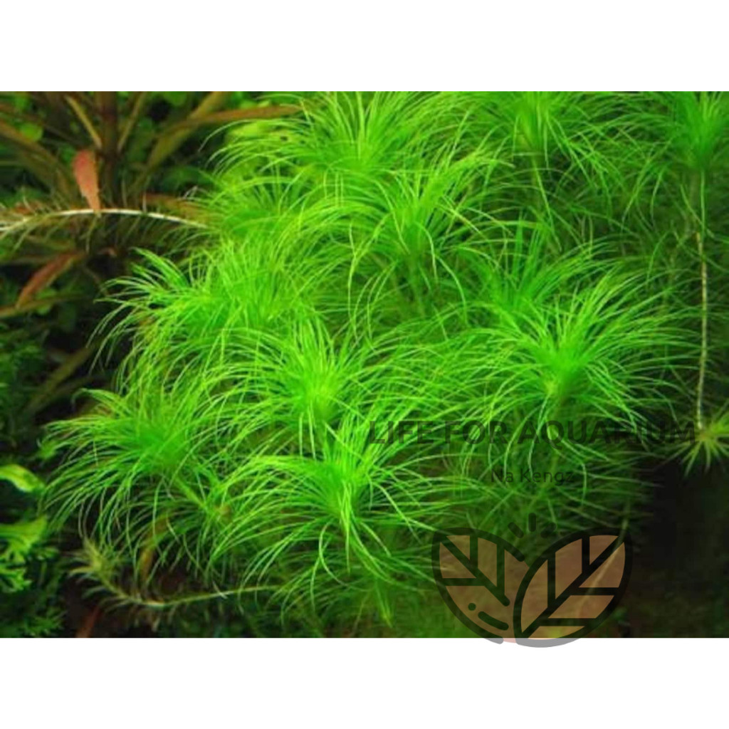 ไม้สะสม Eriocaulon setaceum กระดุมฝอย ไม้เขียว หน้าตู้ กลางตู้ ตู้ไม้น้ำ ของมันต้องมี Life for Aquarium ราคา ถูกที่สุด ดีลบีเคเค แกลเลอรีภาพที่ 3