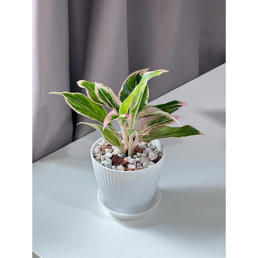 มุมมอง 4