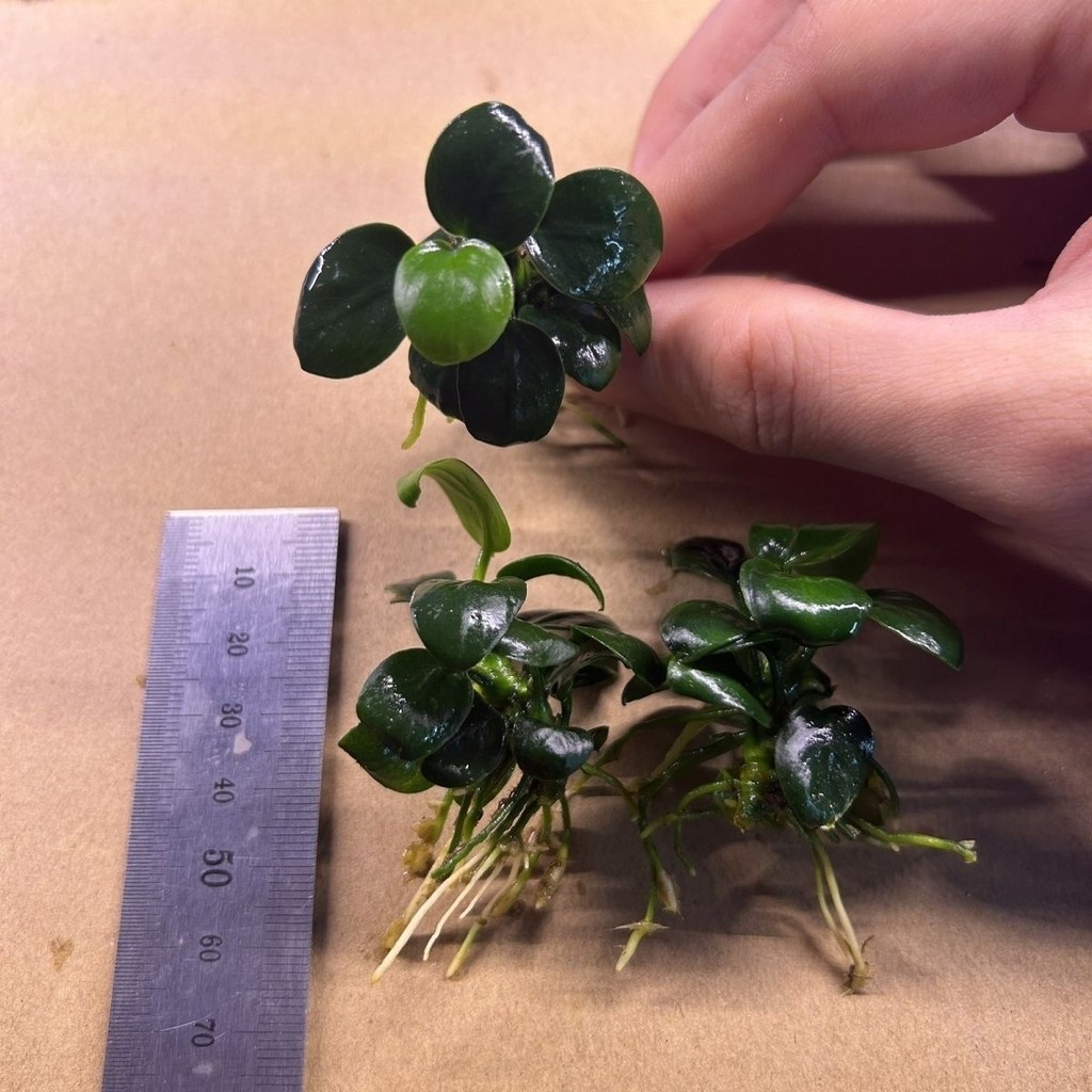 Concubine Ficus Mini ต้นไม้น้ําฟอกอากาศ ปลูกในแจกันไฮโดรโปนิกส์ ดูแลง่าย