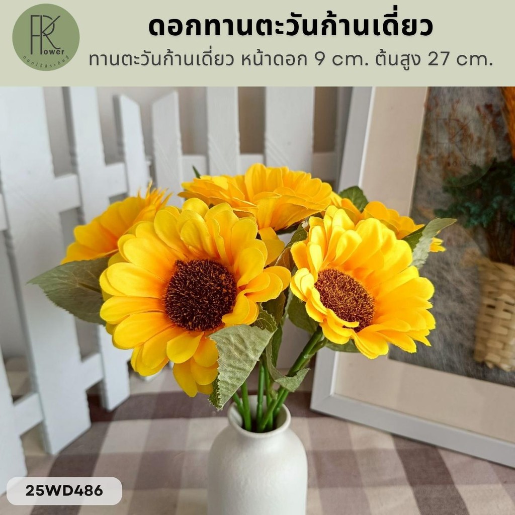 ทานตะวันก้านเดี่ยว หน้าดอก 9 cm. ต้นสูง 27 cm.