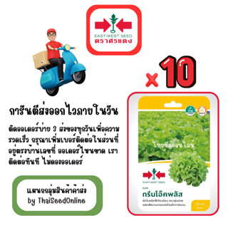 GG x 10 เมล็ดผักซองศรแดง กรีนโอ๊คพลัส ผักกาดหอม สินค้ายกแพ็ค