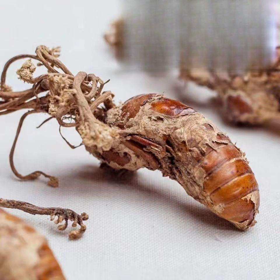 สินค้าใหม่ Dabie Mountain Golden Cicada Flower Bamboo Forest Golden Cicada Flower Cordyceps Flower