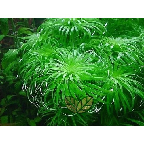 เพาะพันธุ์ใหม่ 2025 Tonina sp Belem  ไม้พุ่มหน้าตู้ อุเอเปส โทนิน่า พรรณไม้น้ำ ตู้ไม้น้ำ ไม้สวยหน้าต