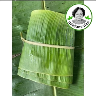 🍌🌿 ใบตองสด Fresh Banana Leaves ใบกล้วยน้ำว้า 1 กิโล จากสวนปลอดสารพิษ ใช้ห่อขนม ทำกระทง